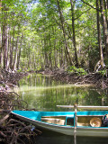 Our boat in the Mangroves