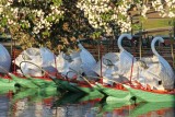 Swan Boat Details 9.jpg