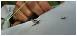 Mayflies on Franks Sleeve