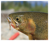 St. Mary Cutthroat Trout