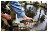 North Esk River