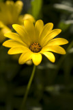 Yellow Daisy