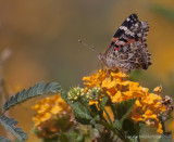 Painted Lady Butterfly