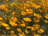 Desert Poppies