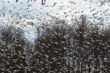 As the Flock