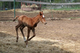 Out in the Paddock