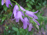 High Park flowers 2008 065.jpg