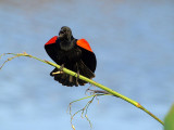 Male Red-Winged Blackbird<br>by Okreb