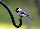 Chickadee<br>by cathywaters