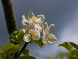 Apple Blossoms by Sharon Engstrom