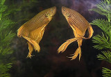 Bob the Betta. By Marn.