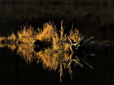 Reflections at Sunset. By Sharon Engstrom.