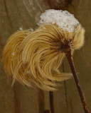 Clematis seed head .