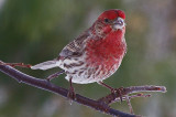 House Finch