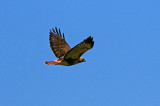 Red tailed hawk