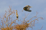Heron rookery on Elkhorn creek, KY