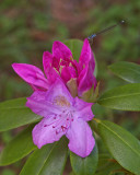 Rododendrons bud, day 3