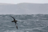 Sooty Shearwater