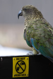 Kea outside Arthurs Pass General Store