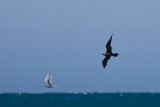 Arctic Skua harassing a White Fronted Tern