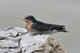 Welcome Swallow