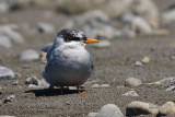 Black-Fronted Tern