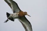 Black tailed Godwit