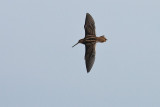 Snipe in Flight