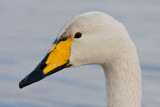 Whooper Swan