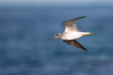 Greenshank