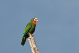 Cuban Parrot Amazona leucocephala bahamensis