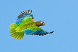 Cuban Parrot Amazona leucocephala bahamensis