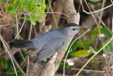 Gray Catbird Dumetella carolinensis