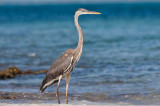 Great Blue Heron Ardea herodias