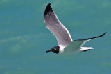 Laughing Gull Larus atricilla