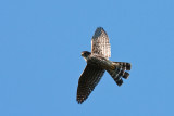 Merlin Falco columbarius