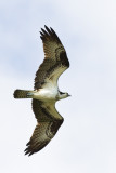 Osprey Pandion haliaetus