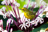 Prairie Warbler Dendroica discolor