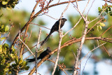 Smooth-billed Ani Crotophaga ani