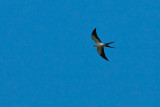 Swallow-tailed Kite-Abaco