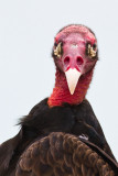 Turkey Vulture Cathartes aura