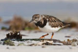 Turnstone Arenaria interpres