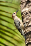 West Indian Woodpecker Melanerpes superciliaris