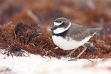 Wilsons Plover Charadrius wilsonia