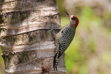 West Indian Woodpecker Melanerpes superciliaris
