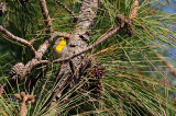 Olive Capped Warbler Dendroica pityophila