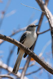 Northern Mockingbird Mimus polyglottos