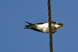 Bahama Swallow Tachycineta cyaneoviridis
