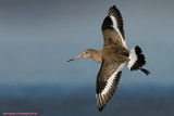 Black Tailed Godwit