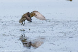 Golden Plover